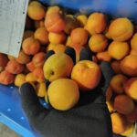 出荷された杏