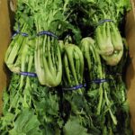 長野市場の競り場で箱詰めされた新鮮なゆき菜
