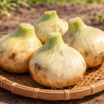 春野菜の新玉ねぎ（長野市場で仕入れた新玉ねぎ）