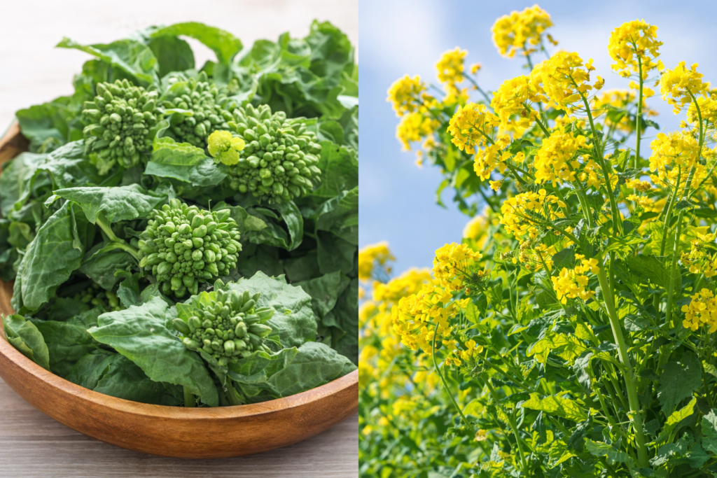 菜花と菜の花の違い（食用の菜花と花が咲いた菜の花）