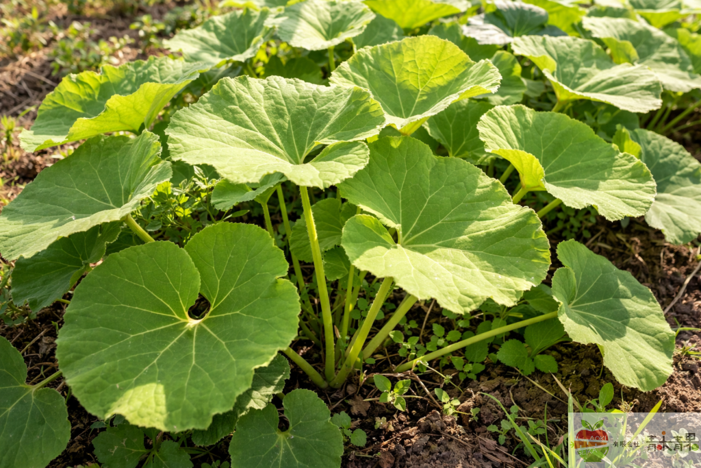 ふきの葉と茎 自生している様子