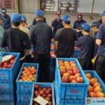 長野の青果市場で行われるりんごの競売｜買参人が品質を見極めて仕入れる