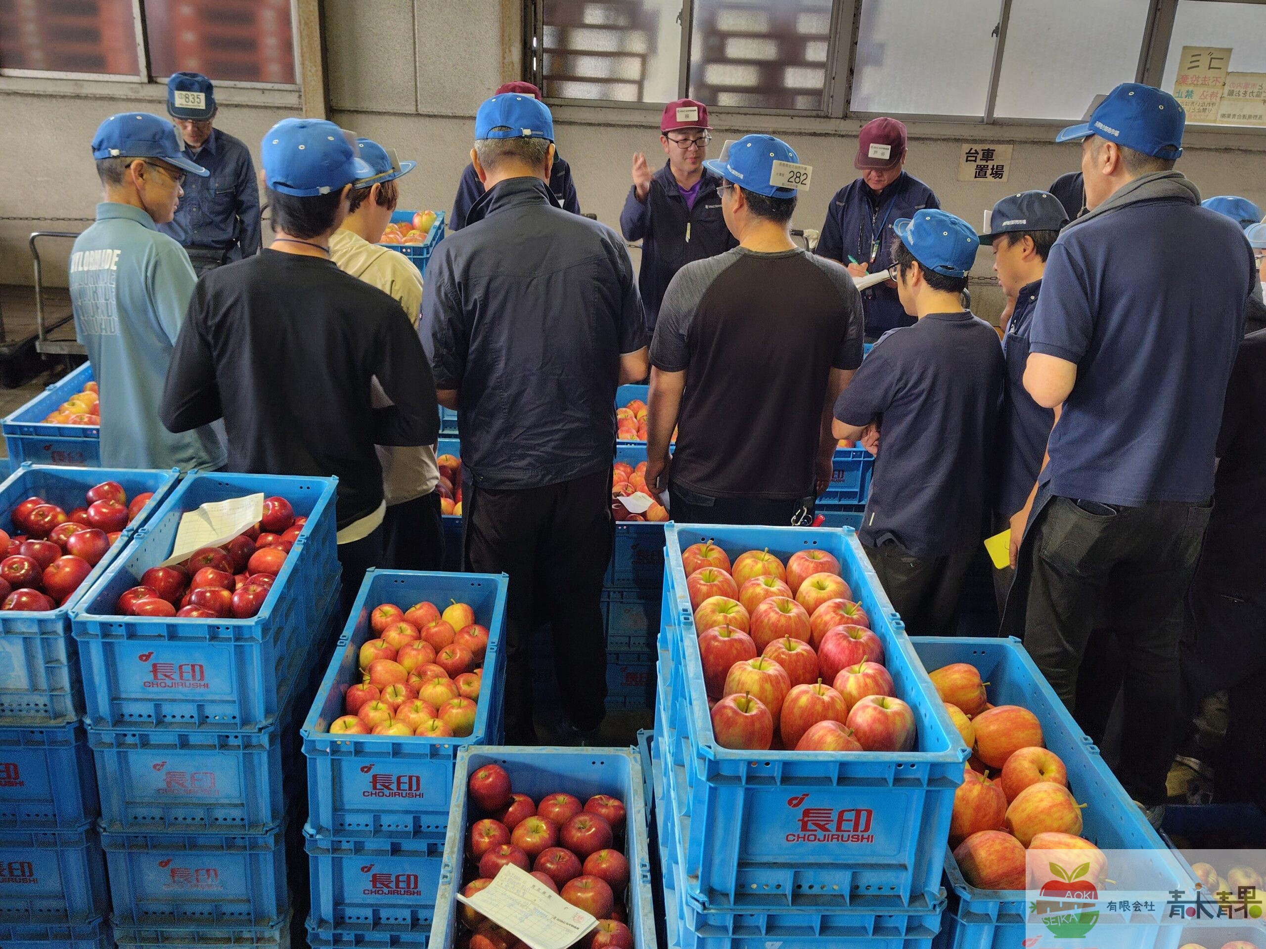 長野の青果市場で行われるりんごの競売｜買参人が品質を見極めて仕入れる