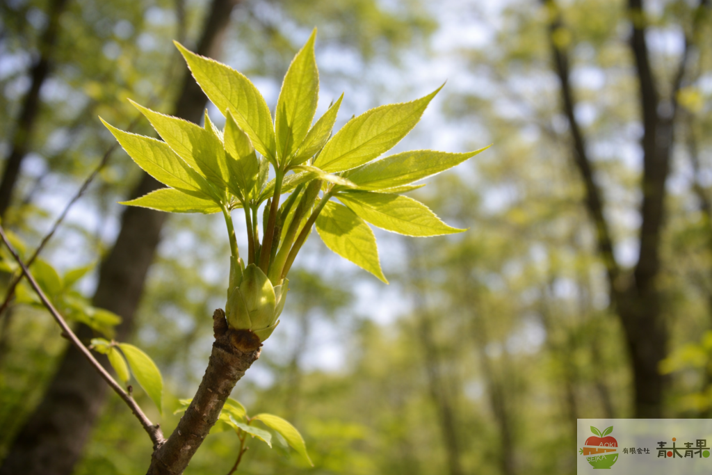 コシアブラの若芽 山菜 春 山林 自生 新芽