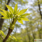 コシアブラの若芽 山菜 春 山林 自生 新芽
