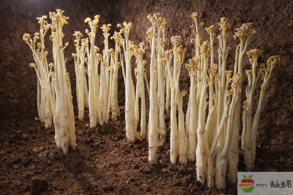 軟白うどの栽培風景・促成栽培