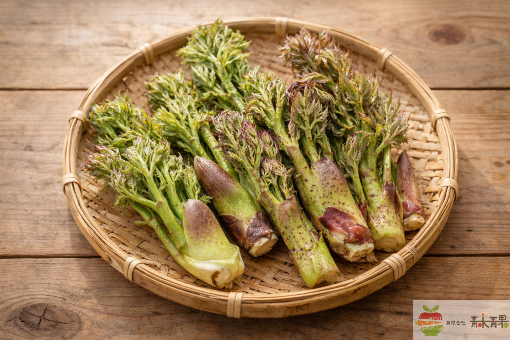 天然タラの芽と栽培タラの芽