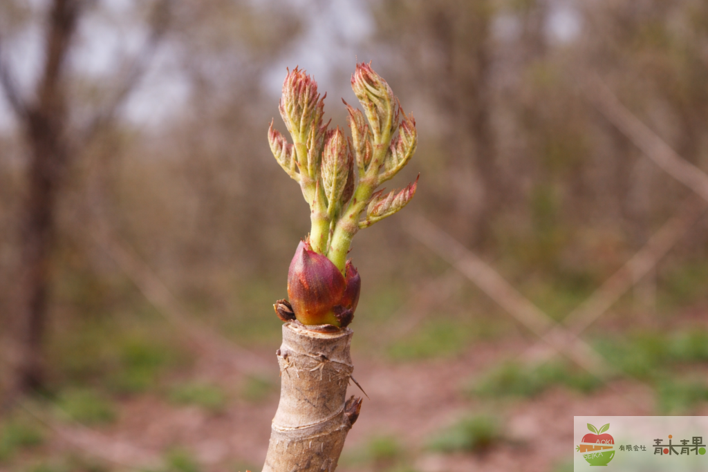 タラノキに芽吹くタラの芽（山菜）