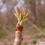 タラノキに芽吹くタラの芽（山菜）