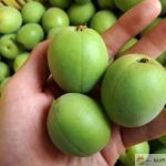 手に持った新鮮な青梅のアップ