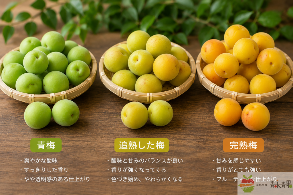 青梅から完熟梅までの熟度比較